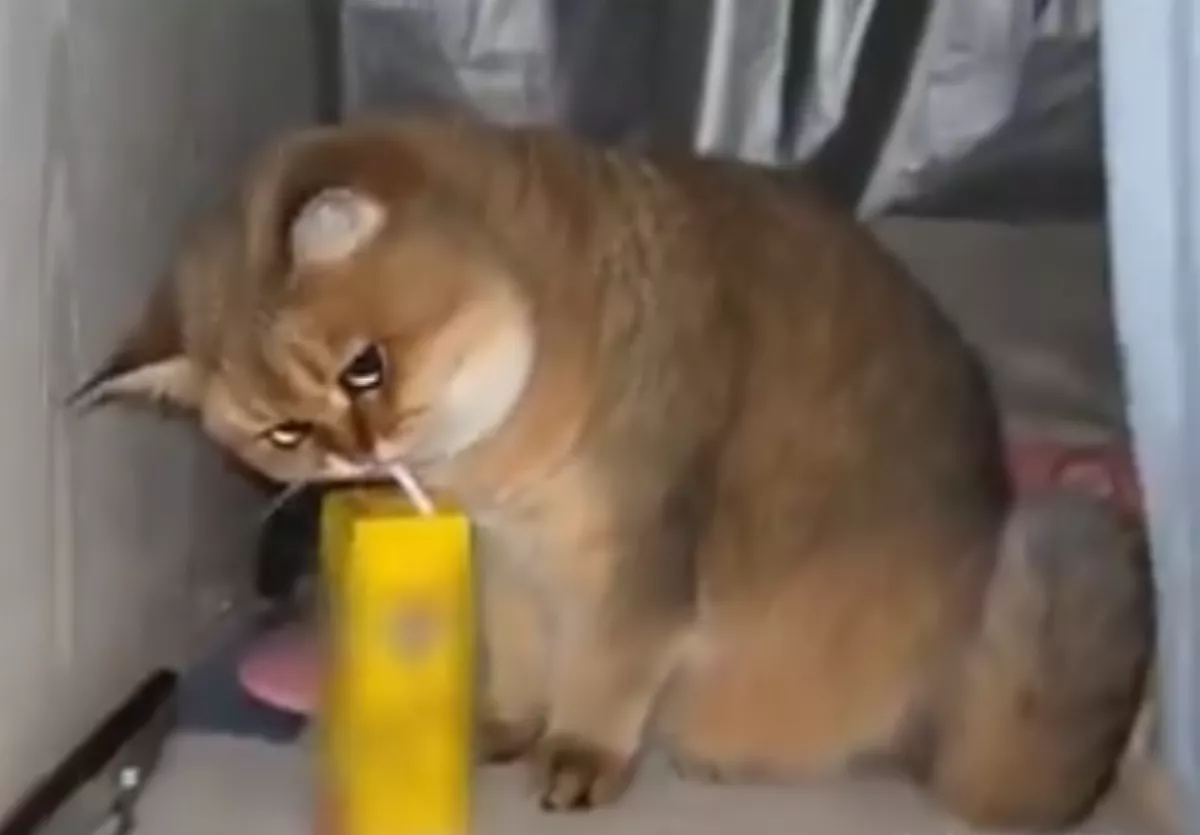 貓咪偷喝飼主飲料   一喝表情大驚這太美味